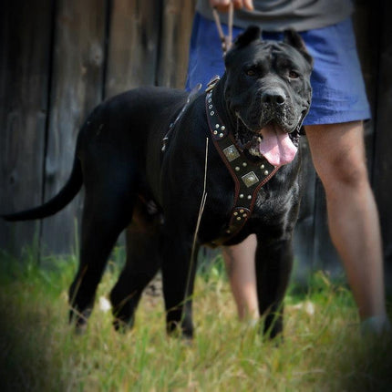 The "Eros" harness brown