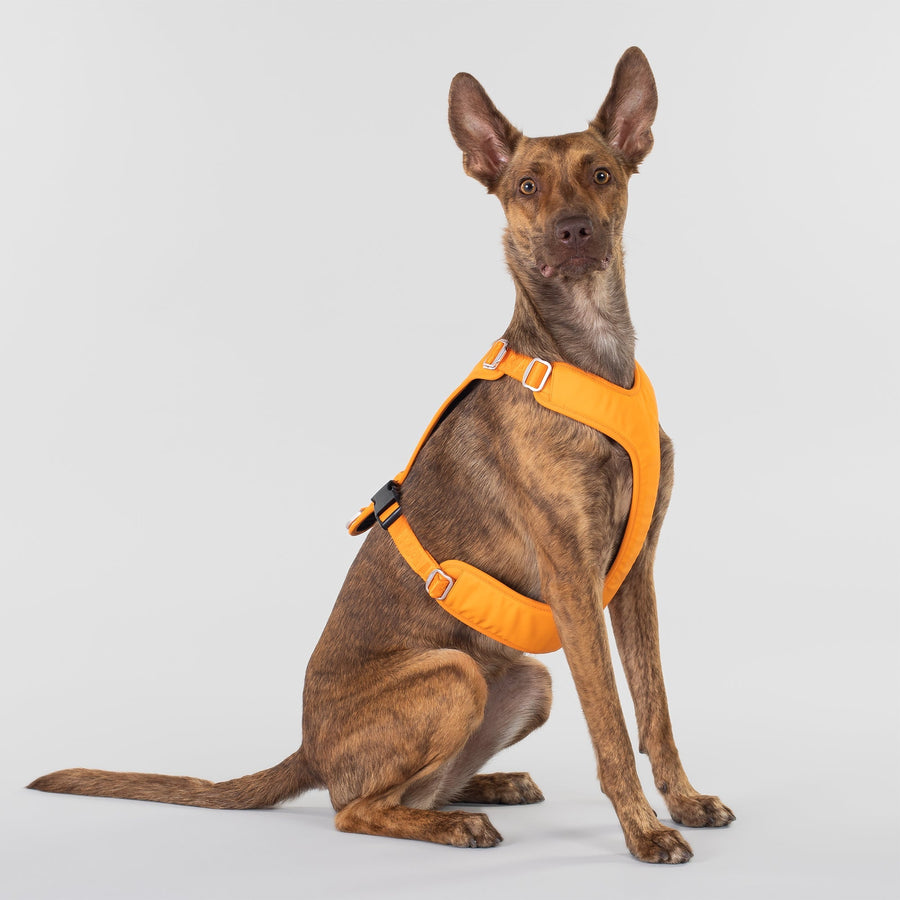 Visibility Harness Orange for Dogs
