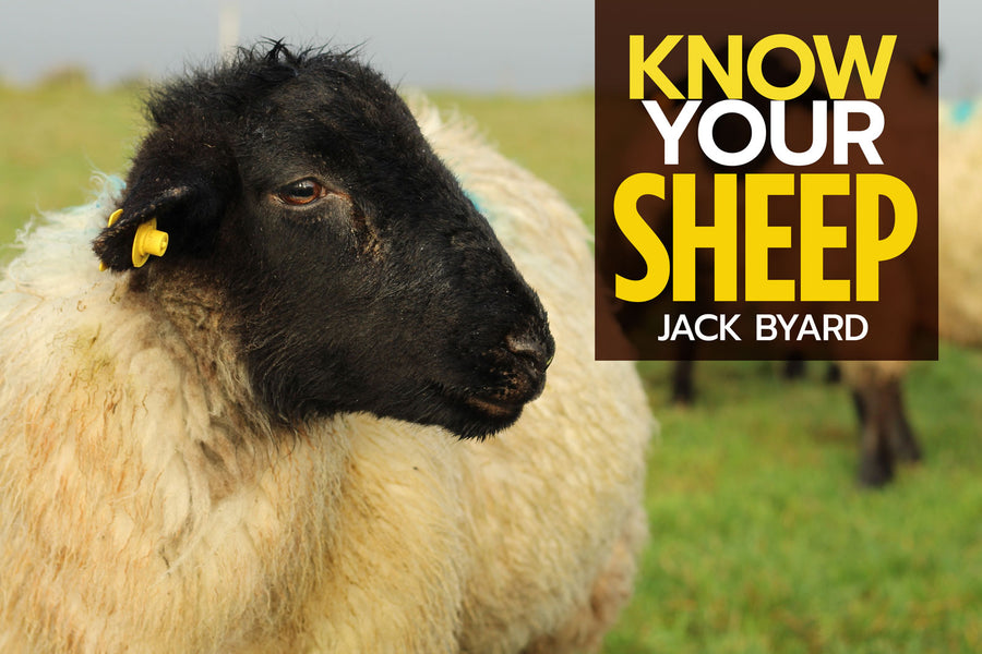 Know Your Sheep Paperback Publication: 2019/11/12