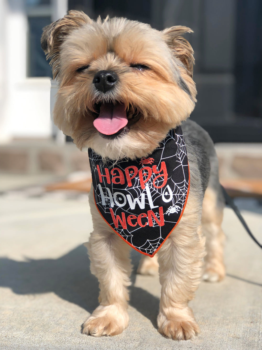 Happy Howl-O-Ween