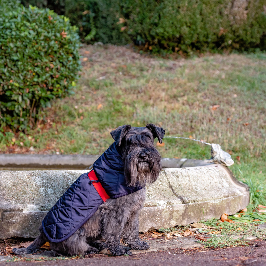 Blue Quilted Waterproof Coat For Dogs With Red Belt Emma Firenze