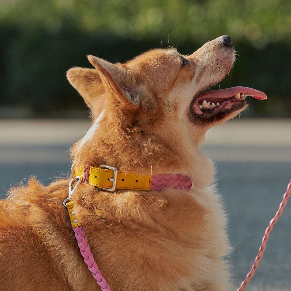 Collar For Dogs In Pink And Yellow Leather Emma Firenze