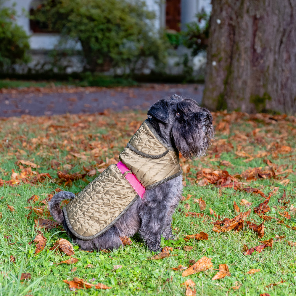 Green Quilted Waterproof Coat For Dogs With Pink Belt Emma Firenze