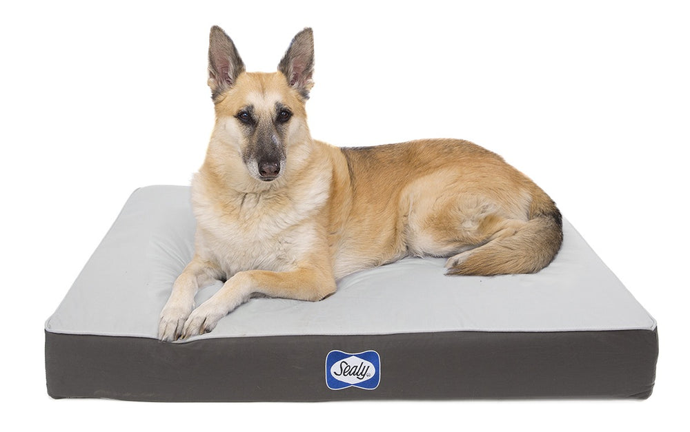 The Sealy Defender Dog Bed