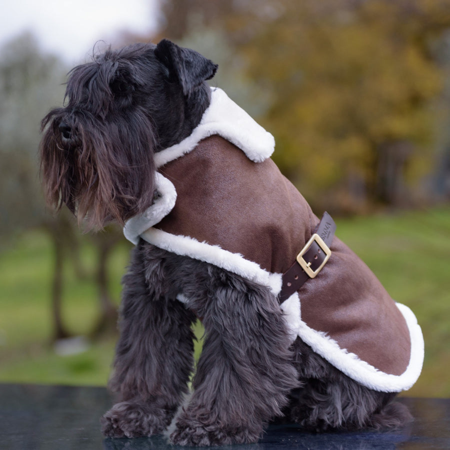 Customized And Made-To-Measure Aviator Jacket For Dogs In Eco-Leather With Eco-Fur Lining Emma Firenze