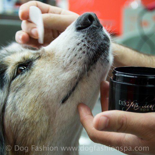 Antibiotic-Free Gentle Eye Pads by Dog Fashion Spa PetStore Direct